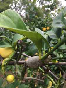 citrus gall wasp